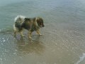 filou (20)